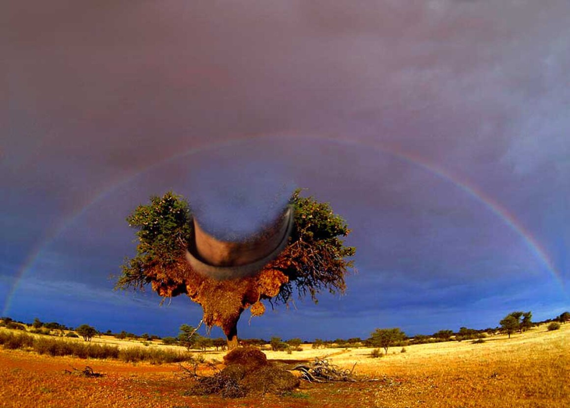 Kalahari (2006)